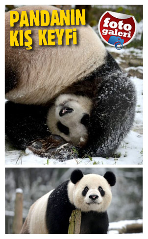 Şirin panda Wei Wei
