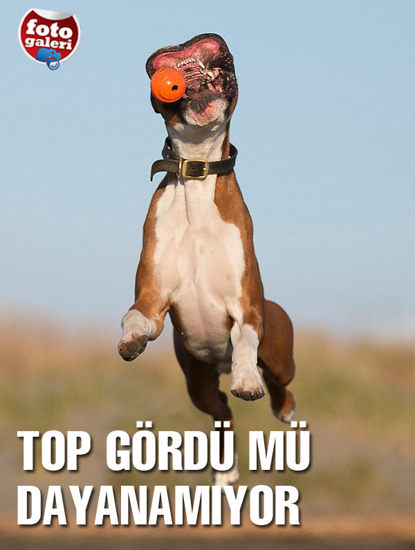 Top fanatiği köpek!