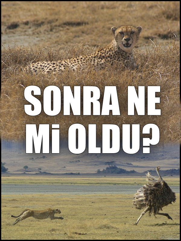 Afrika&#039;da sürat yarışları!