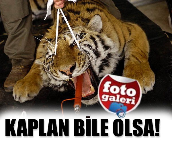 Korkudan kaplanın kalbi durdu