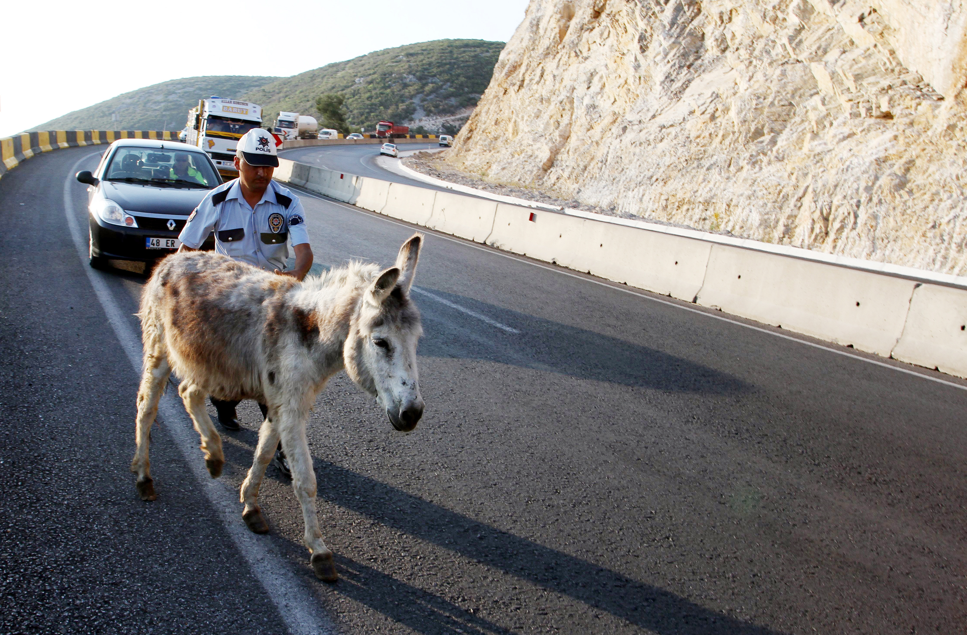 İnatçı "karakaçan", trafiği alt üst etti İnatçı "karakaçan", trafiği alt üst etti