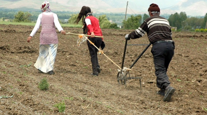 Traktör alamadı, kara sabana kızlarını bağladı Traktör alamadı, kara sabana kızlarını bağladı