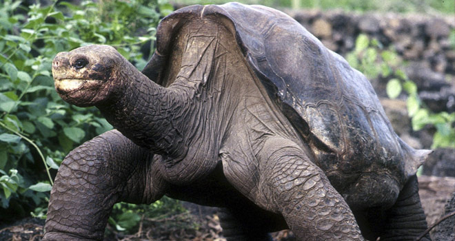 Son Galapagos dev su kaplumbağası da öldü Son Galapagos dev su kaplumbağası da öldü