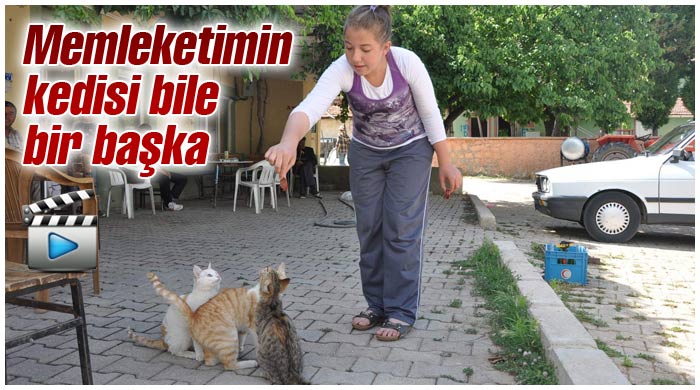 Memleketimin kedisi bile bir başka Memleketimin kedisi bile bir başka