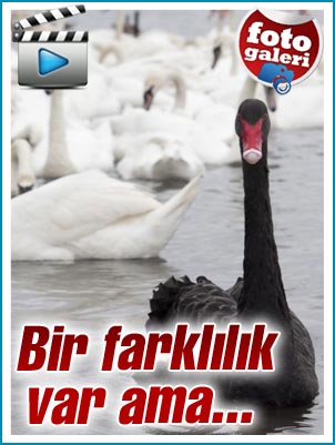 Beyaz kuğular arasında bir siyah kuğu