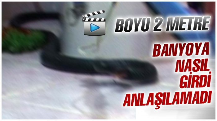 Banyoda yılan operasyonu!