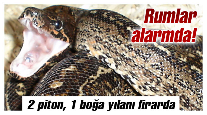 Rumlar alarmda! 2 piton, 1 boğa yılanı firarda