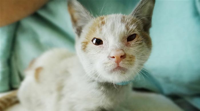Yavru kedi, aç susuz, iki hafta yolculuk yaptı Yavru kedi, aç susuz, iki hafta yolculuk yaptı