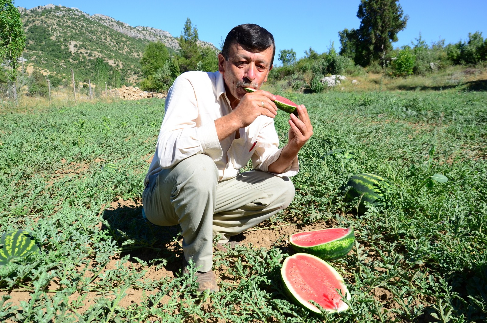 Yaylada karpuz yetiştirdi