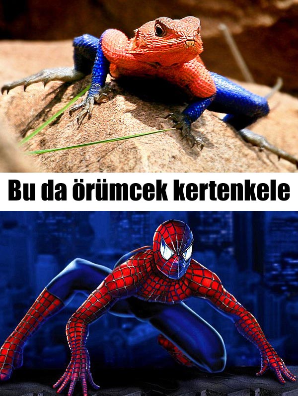 Örümcek Adam&#039;ın kertenkele versiyonu