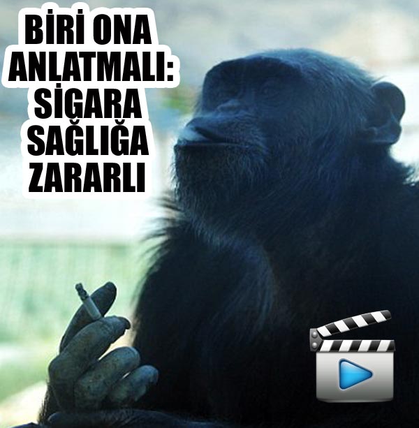 Sigara tiryakisi şempanze