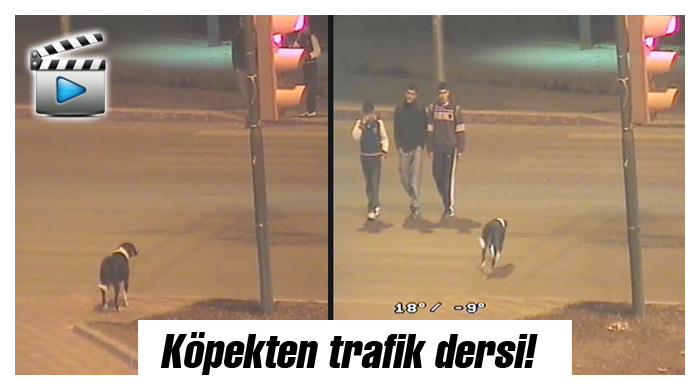 Köpekten trafik dersi Köpekten trafik dersi