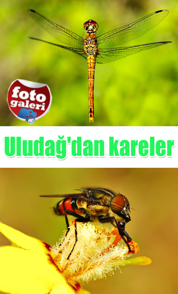 Uludağ'ın "makro" güzellikleri Uludağ'ın "makro" güzellikleri