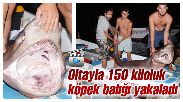 Oltayla 150 kiloluk köpek balığı yakaladı Oltayla 150 kiloluk köpek balığı yakaladı