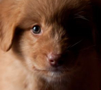 İşte dünyanın en şirin köpeği