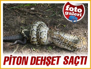 Timsah bile yutan yılan!