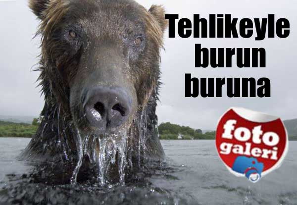 Bunları çekebilmek için hayatını tehlikeye attı Bunları çekebilmek için hayatını tehlikeye attı