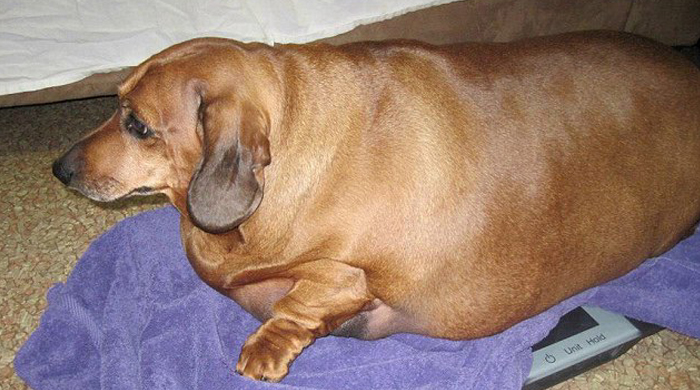 Dünyanın en şişman sosis köpeği Dünyanın en şişman sosis köpeği