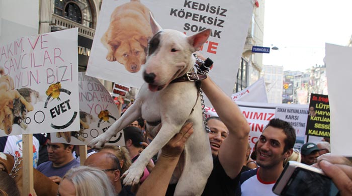 Hayvanseverler sokaklara döküldü