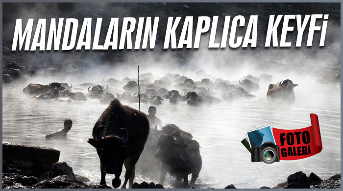 Mandaların kaplıca keyfi Mandaların kaplıca keyfi