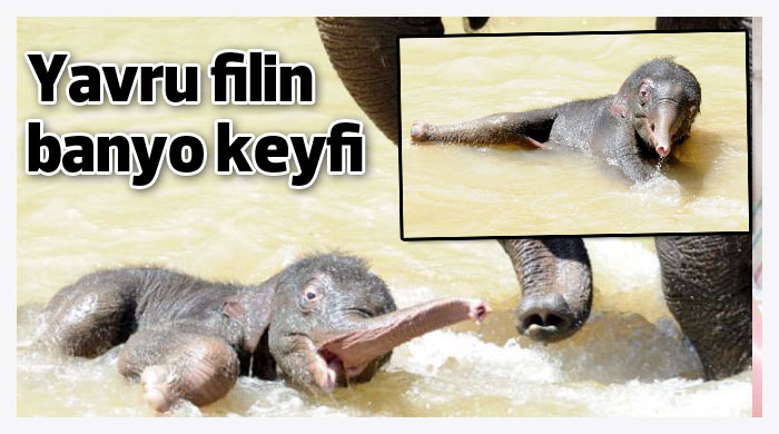 Yavru filin banyo keyfi Yavru filin banyo keyfi