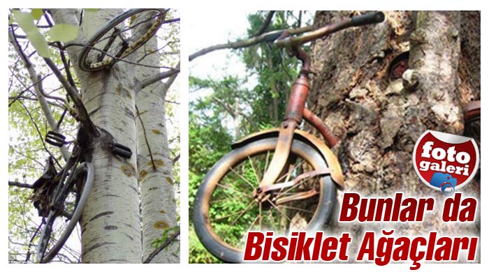 Çevre dostu ağaçlar!