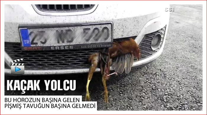 Tampona sıkışan horoz 30 km yol gitti Tampona sıkışan horoz 30 km yol gitti