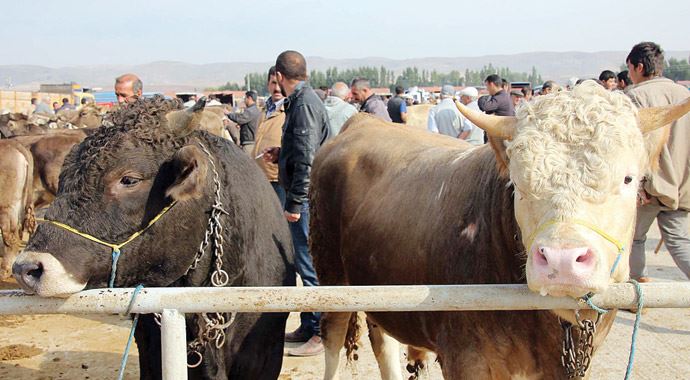 Bayram öncesi kurbanlık oyunu 