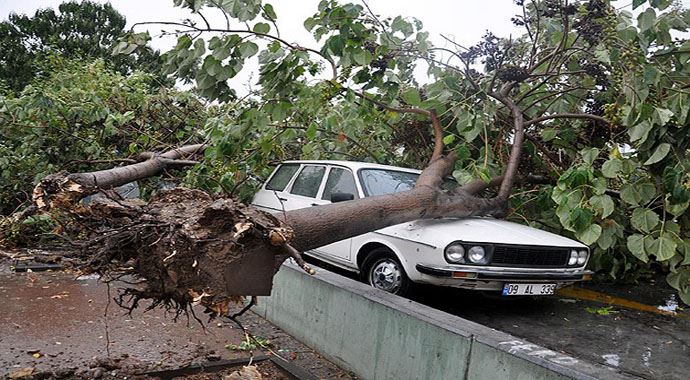 Fırtına ağaçları yerinden söktü