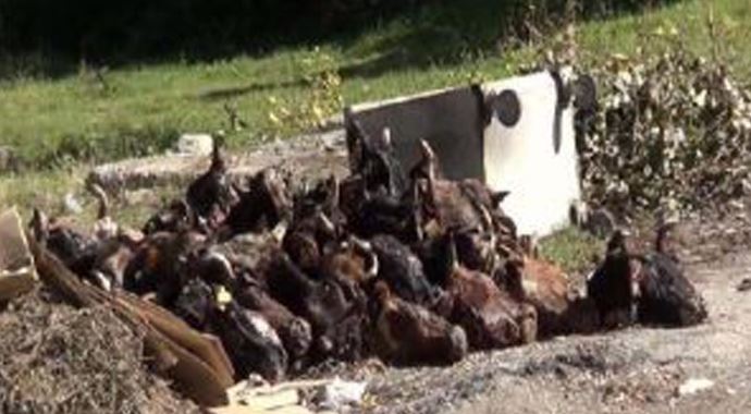 Çöpte 66 adet hayvan kafası bulundu Çöpte 66 adet hayvan kafası bulundu