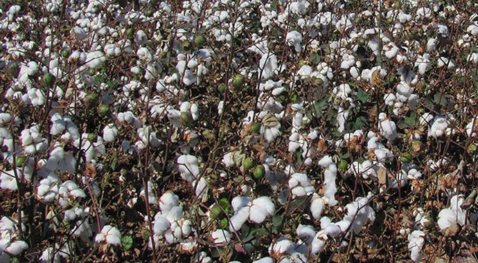 'Beyaz altın' tarlada alıcı buldu 'Beyaz altın' tarlada alıcı buldu