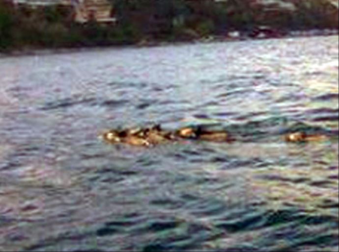 İstanbul Boğazı'nda domuz sürüsü İstanbul Boğazı'nda domuz sürüsü