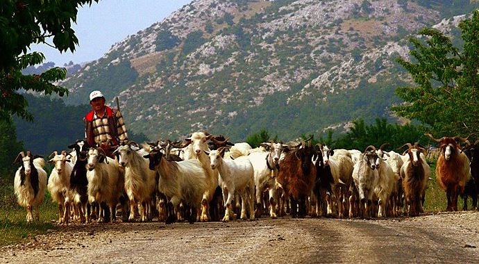 Uşak'ta çobanlar birbirine girdi, 2 ölü