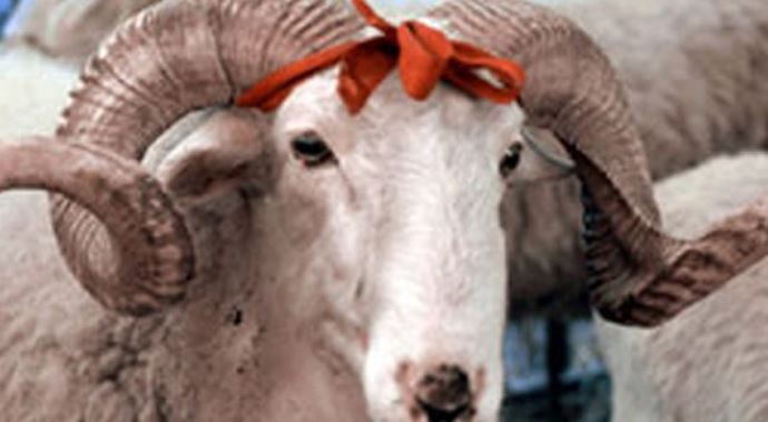 İşte Kurban Bayramı önlemleri