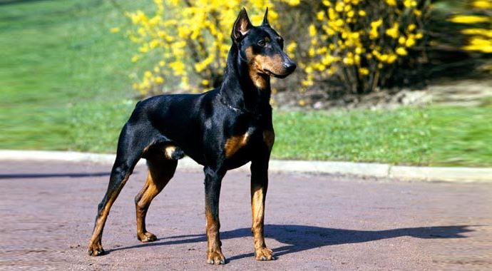 Çocuk ısıran köpeğin sahibinin hapsi istendi 
