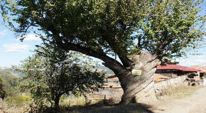 Kastamonu&#039;da hiç görülmemiş ağaç