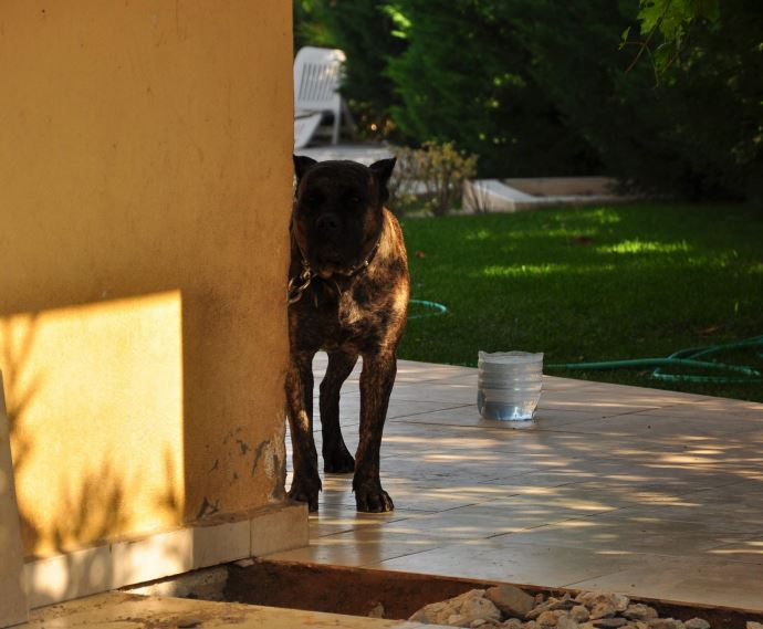 Köpeğin ısırdığı küçük kıza 60 dikiş atıldı