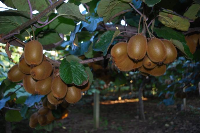 Kivide verimin düşmesi bekleniyor Kivide verimin düşmesi bekleniyor