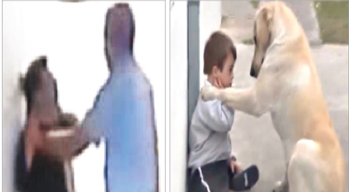 Sözün bittiği yer, öğretmen dövdü köpek sevdi