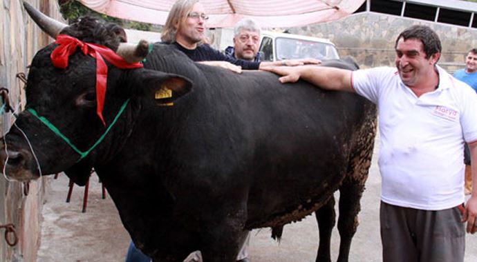 Sıfır otomobil fiyatına kurbanlık satıyor