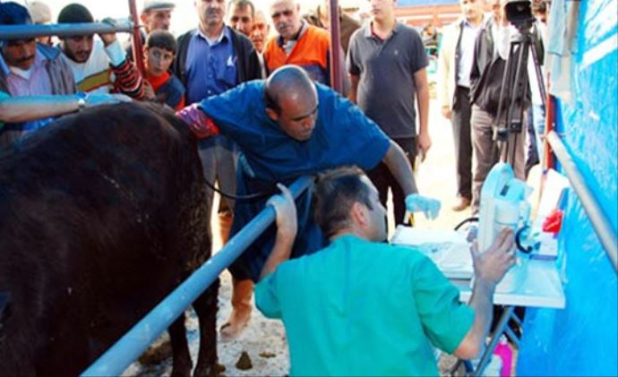 Seyyar ultrasonla kurbanlıklara gebelik kontrolü Seyyar ultrasonla kurbanlıklara gebelik kontrolü