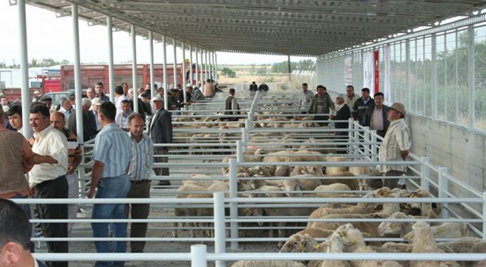 Kurban satıcıları, belediyeden şikayetçi