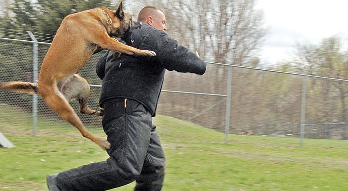 Katil köpek yasak fakat dinleyen yok Katil köpek yasak fakat dinleyen yok