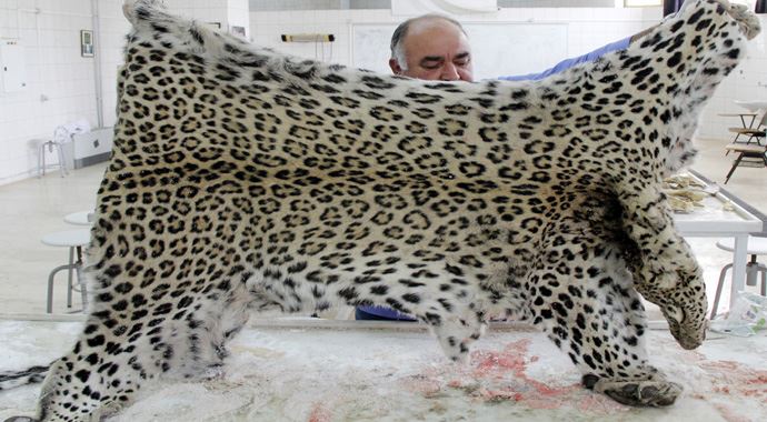 Bakanlık leoparı öldüren köylüye ne kadar ceza kesti Bakanlık leoparı öldüren köylüye ne kadar ceza kesti