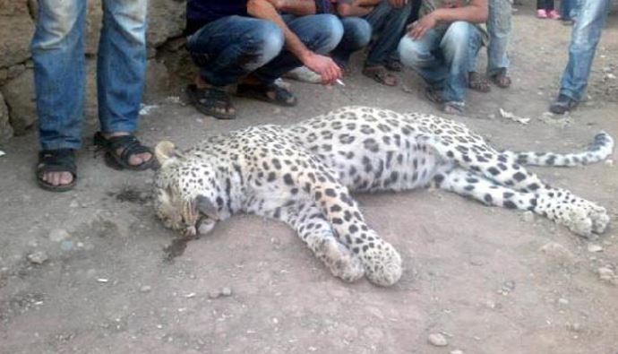 Leoparın öldürülmesine 434 lira ceza Leoparın öldürülmesine 434 lira ceza