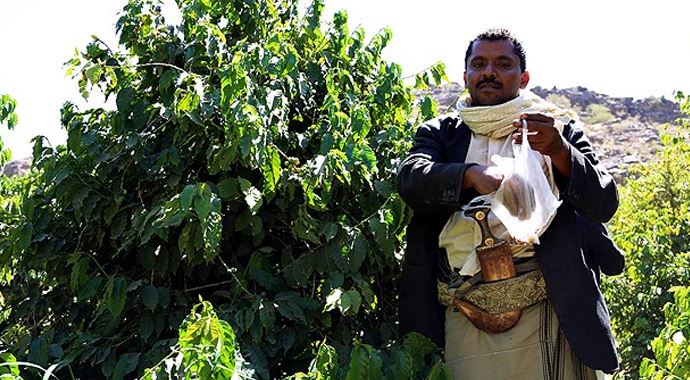 Kahve yeniden Yemen'den gelecek Kahve yeniden Yemen'den gelecek