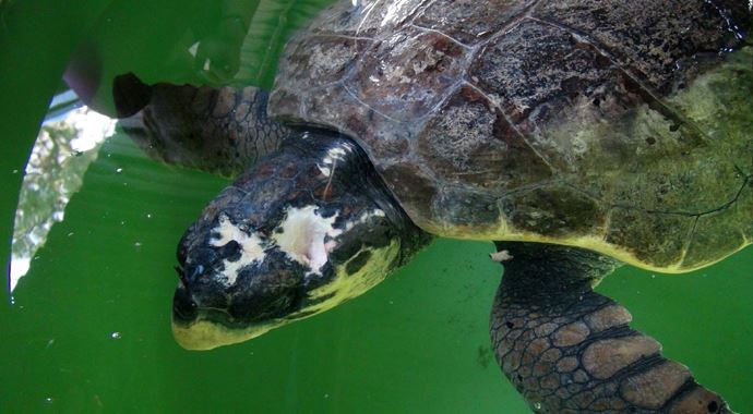 Bodrum'da ağlara takılan caretta caretta kurtarıldı