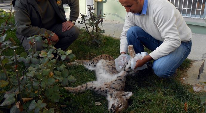Burdur&#039;da vaşak öldürüldü, İşte o fotoğraflar