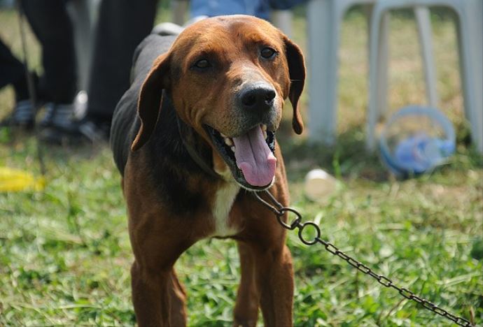 Köpeğini başıboş bırakan yandı Köpeğini başıboş bırakan yandı