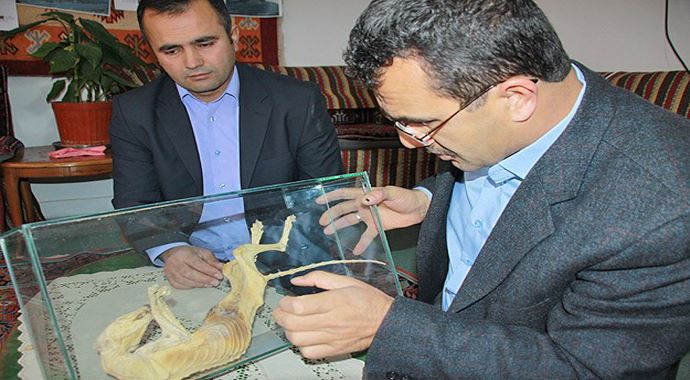 Cami temelinde dinazora benzeyen hayvan fosili bulundu Cami temelinde dinazora benzeyen hayvan fosili bulundu